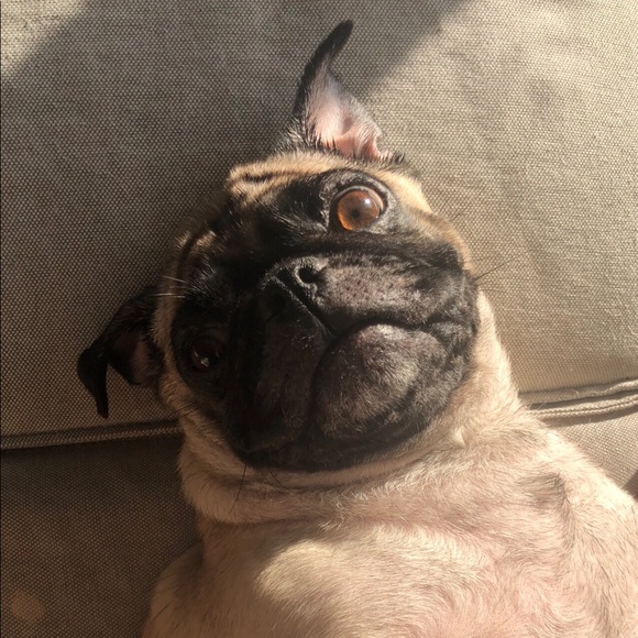 Meet your Posher, Sharon - Picture 1 of 1